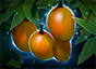 Mango Tree